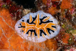 Reticulidia