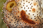 Phyllodocida