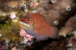 Pseudocheilinus