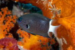 Chromis