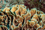 Pectinia