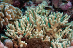 Porites