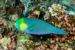 Scarinae