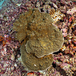 Stony Corals