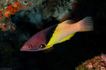 Bodianus