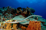 Reptiles