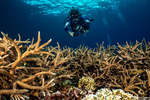 Corals
