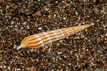 Terebrinae