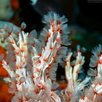 Filogranella