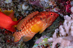 Cephalopholis