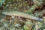 Parapercis