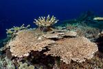 Cnidaria