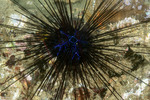 Euechinoidea