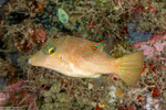 Tetraodontidae