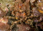 Pseudopalicus