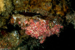 Eusynstyela
