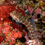 Blenniidae