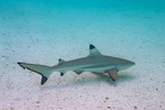 Carcharhinus