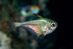 Pempheris