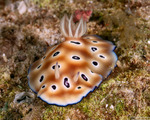 Goniobranchus