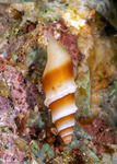 Mitridae