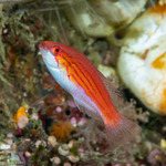 Paracheilinus