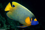 Pomacanthus