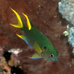 Neopomacentrus