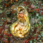 Styelidae