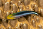 Dottybacks