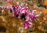 Tunicates