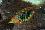 Macropharyngodon