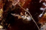 Goniodoridella
