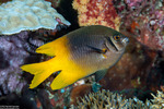 Neoglyphidodon