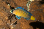 Dottybacks