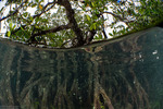 Viridiplantae