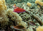 Paracheilinus