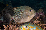 Siganus
