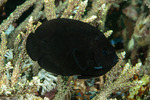 Angelfishes