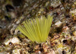 Sabellastarte