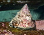 Trochoidea