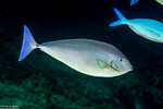 Unicornfishes