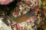 Pseudochrominae