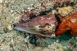 Conus