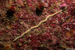 Phyllodocida