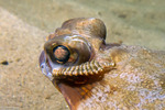 Hirudinea