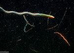 Nereidiformia