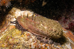 Lepetellida