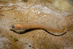 Eels and Eel-like Fishes