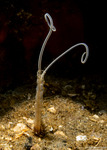 Polychaeta